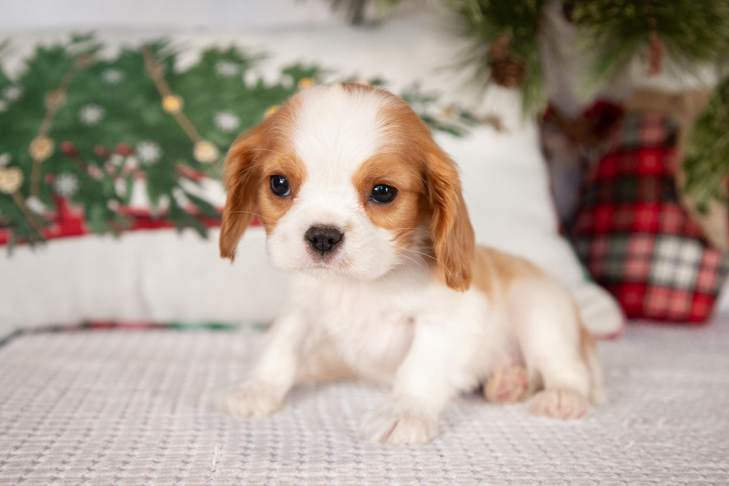 Cavalier King Charles Male (Timmy)