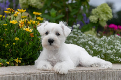 Miniature Schnauzer - Female (Luna)