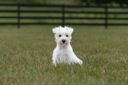 Miniature Schnauzer - Female (Luna)