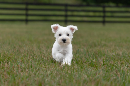 Miniature Schnauzer - Female (Luna)