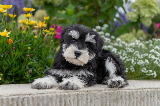 Schnauzer Male (Ian)