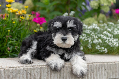 Schnauzer Male (Ian)