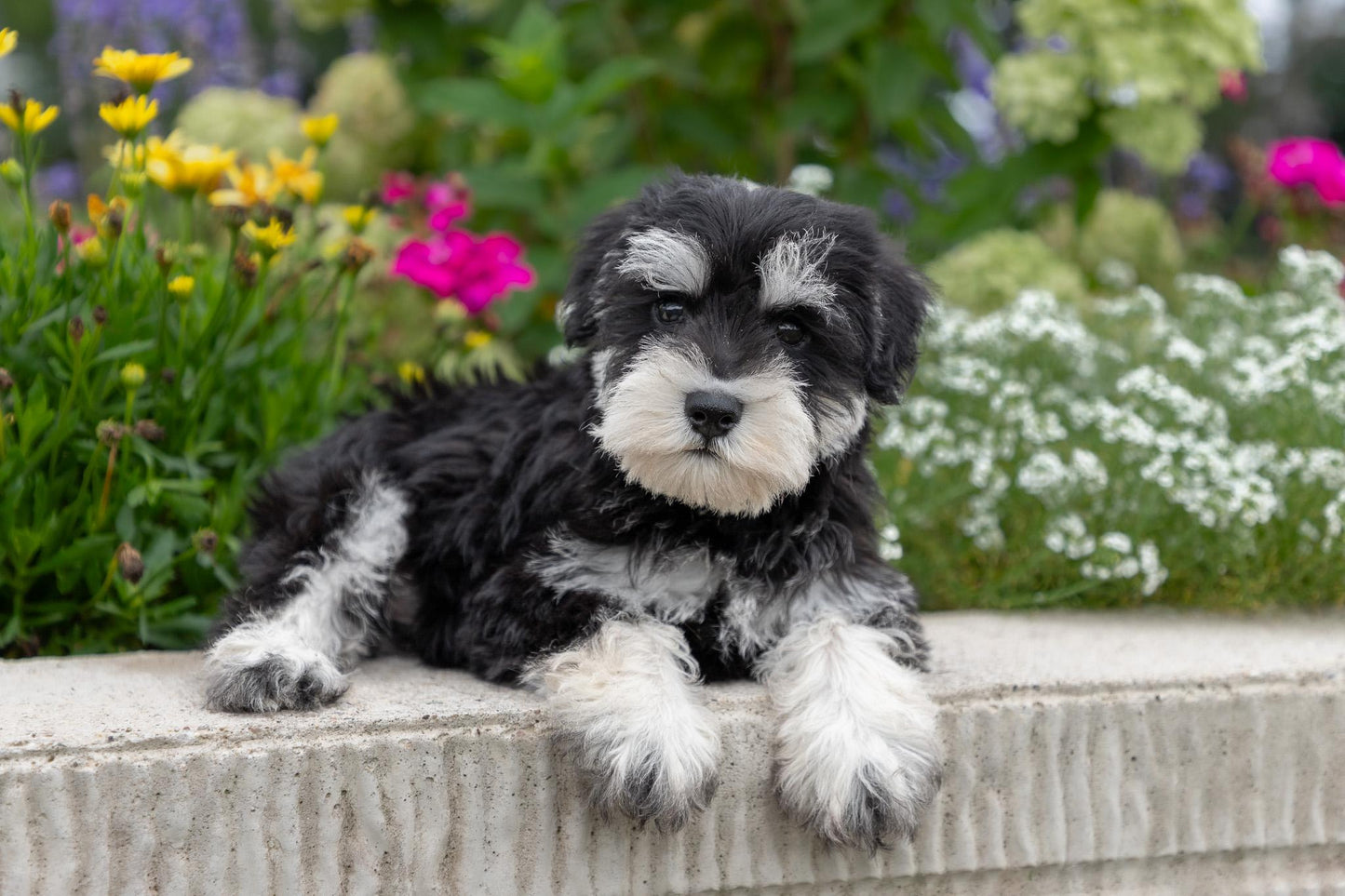 Schnauzer Male (Ian)