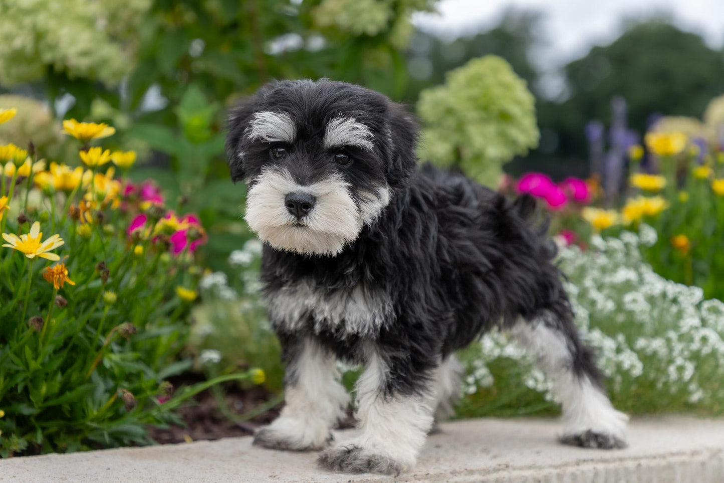 Schnauzer Male (Ian)