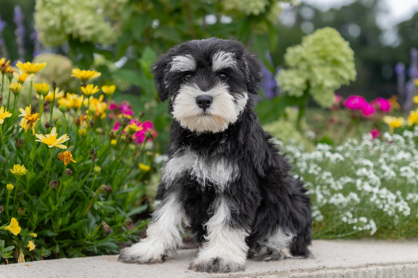 Schnauzer Male (Ian)