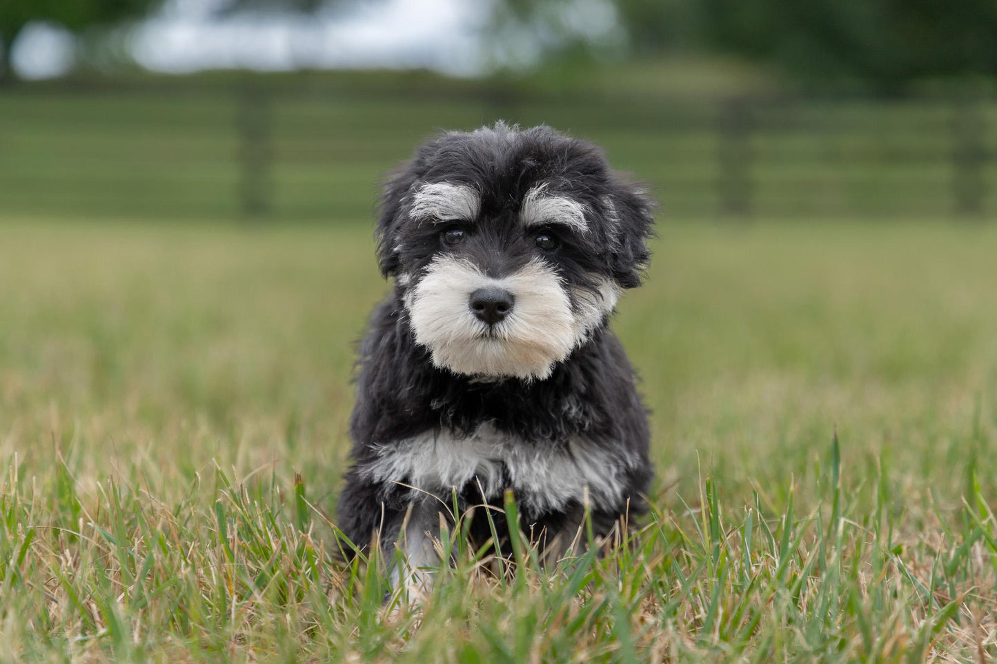 Schnauzer Male (Ian)