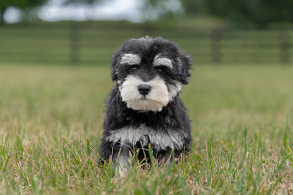 Schnauzer Male (Ian)