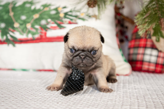 Pug Male (Caesar)