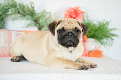 Pug Male (Kevin)