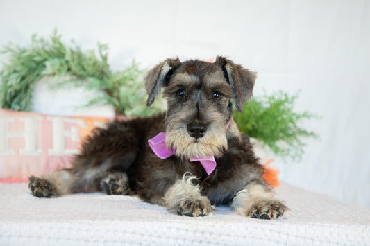 Miniature Schnauzer Female (Kingsley)