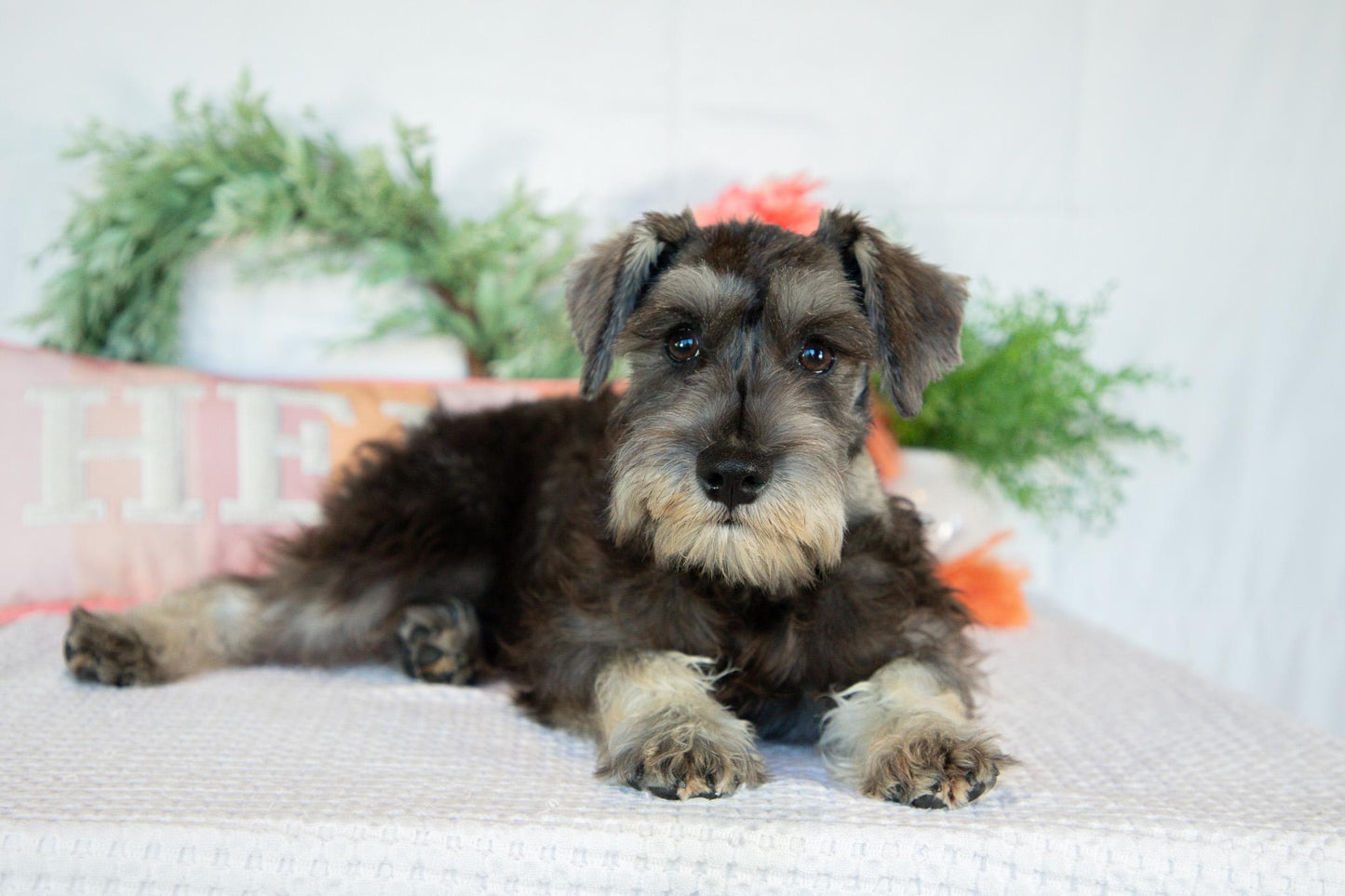Miniature Schnauzer Female (Kingsley)