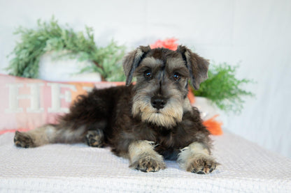 Miniature Schnauzer Female (Kingsley)