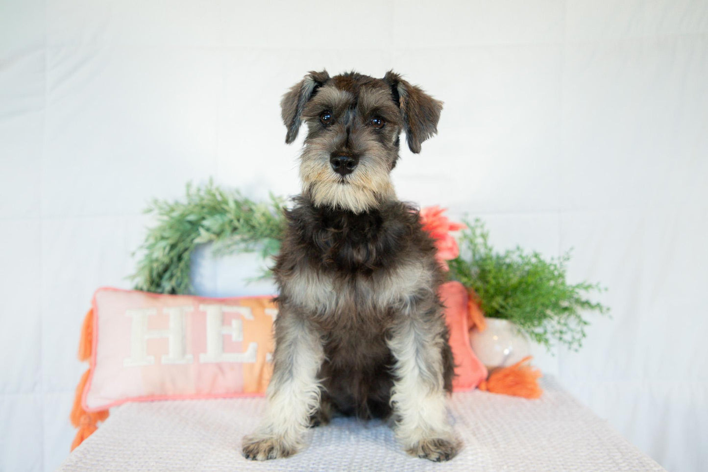 Miniature Schnauzer Female (Kingsley)