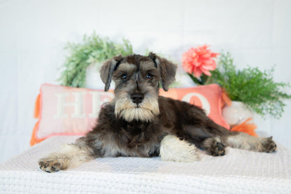 Miniature Schnauzer Female (Kingsley)
