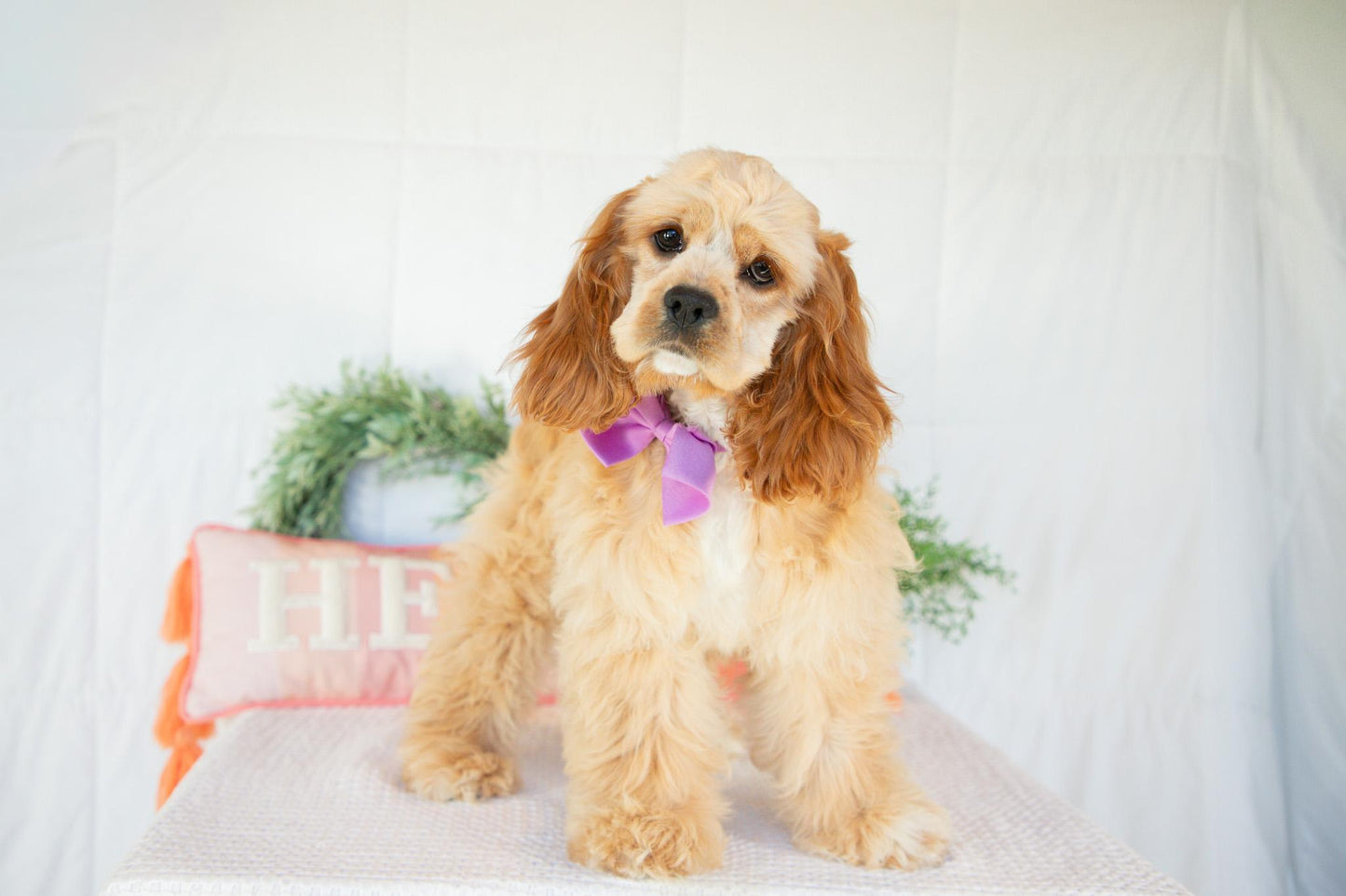Cocker Spaniel Female (Hadley)