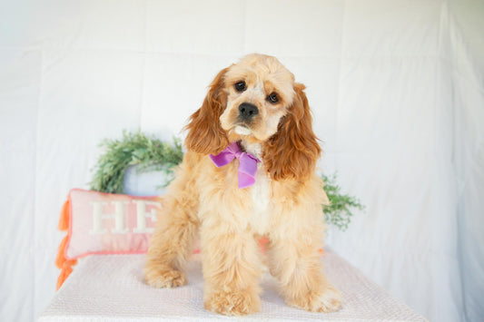 Cocker Spaniel Female (Hadley)