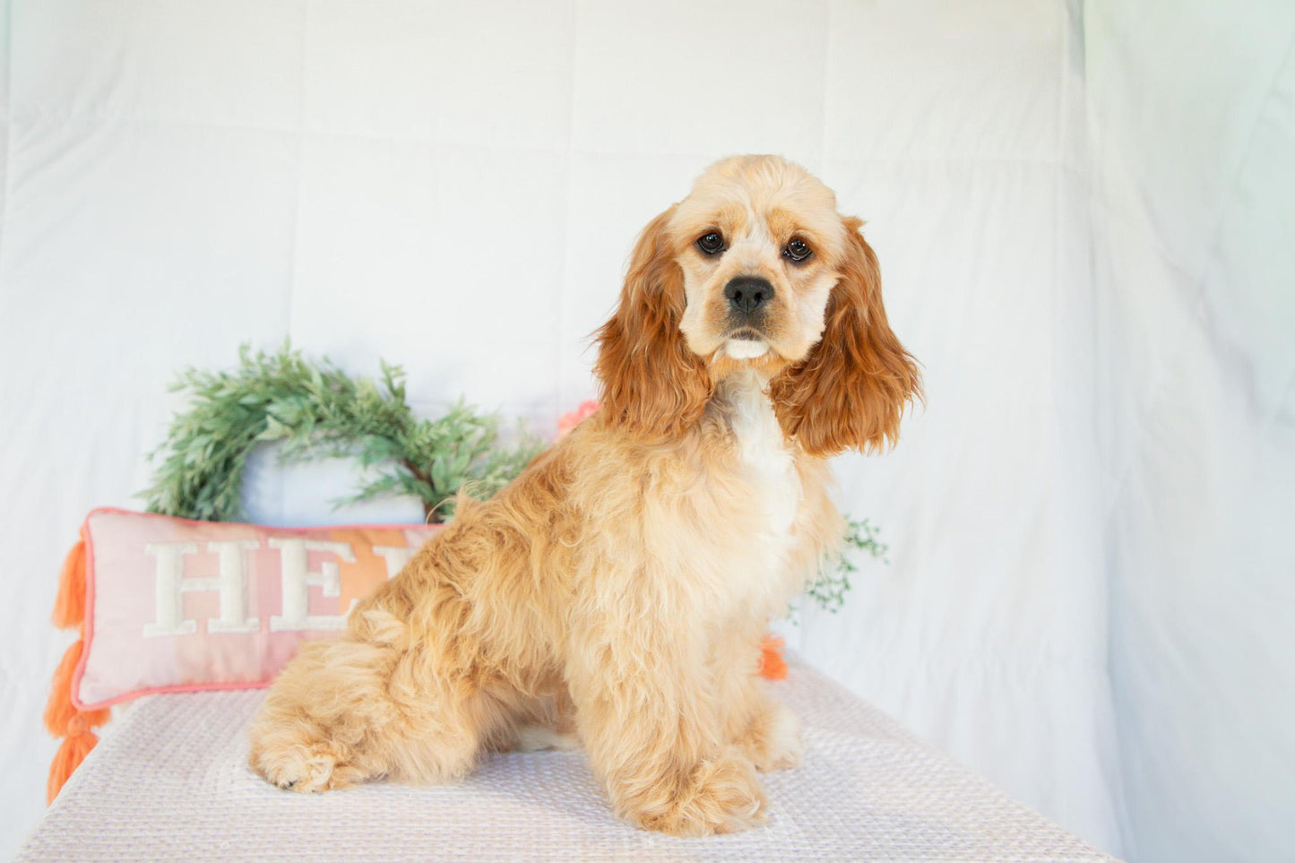 Cocker Spaniel Female (Hadley)