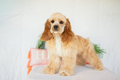 Cocker Spaniel Female (Hadley)