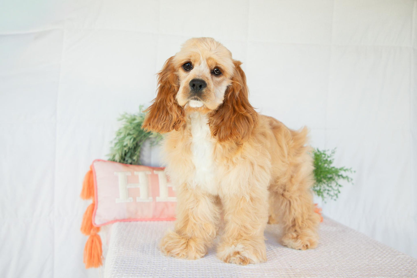 Cocker Spaniel Female (Hadley)