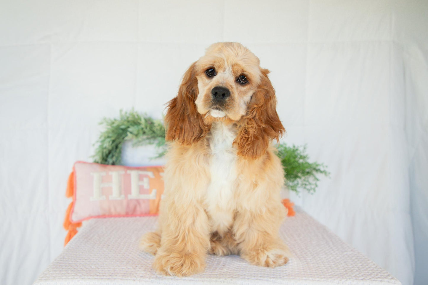Cocker Spaniel Female (Hadley)