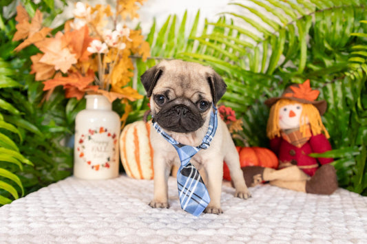 Pug Male (Sammy)