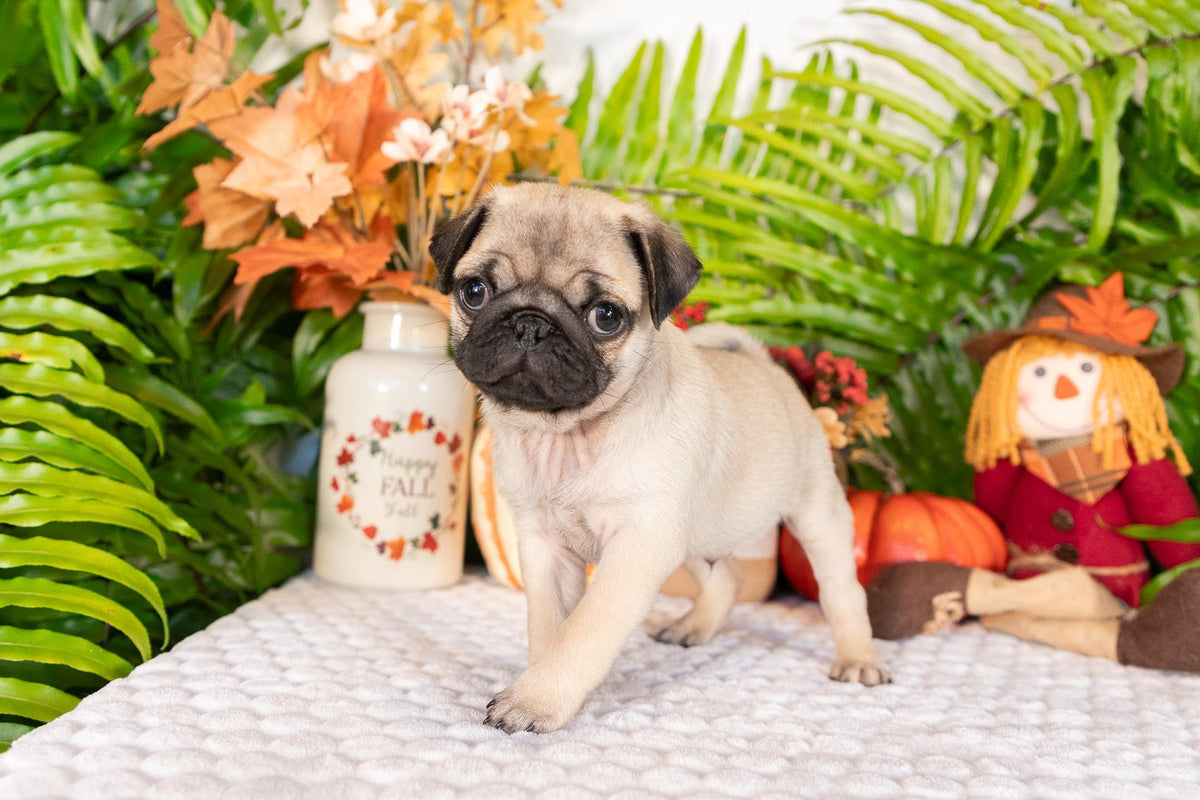Pug Male (Sammy)