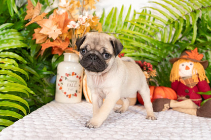 Pug Male (Sammy)