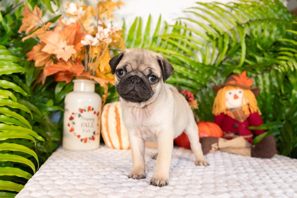 Pug Male (Sammy)