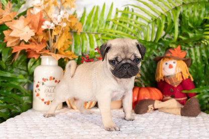 Pug Male (Sammy)