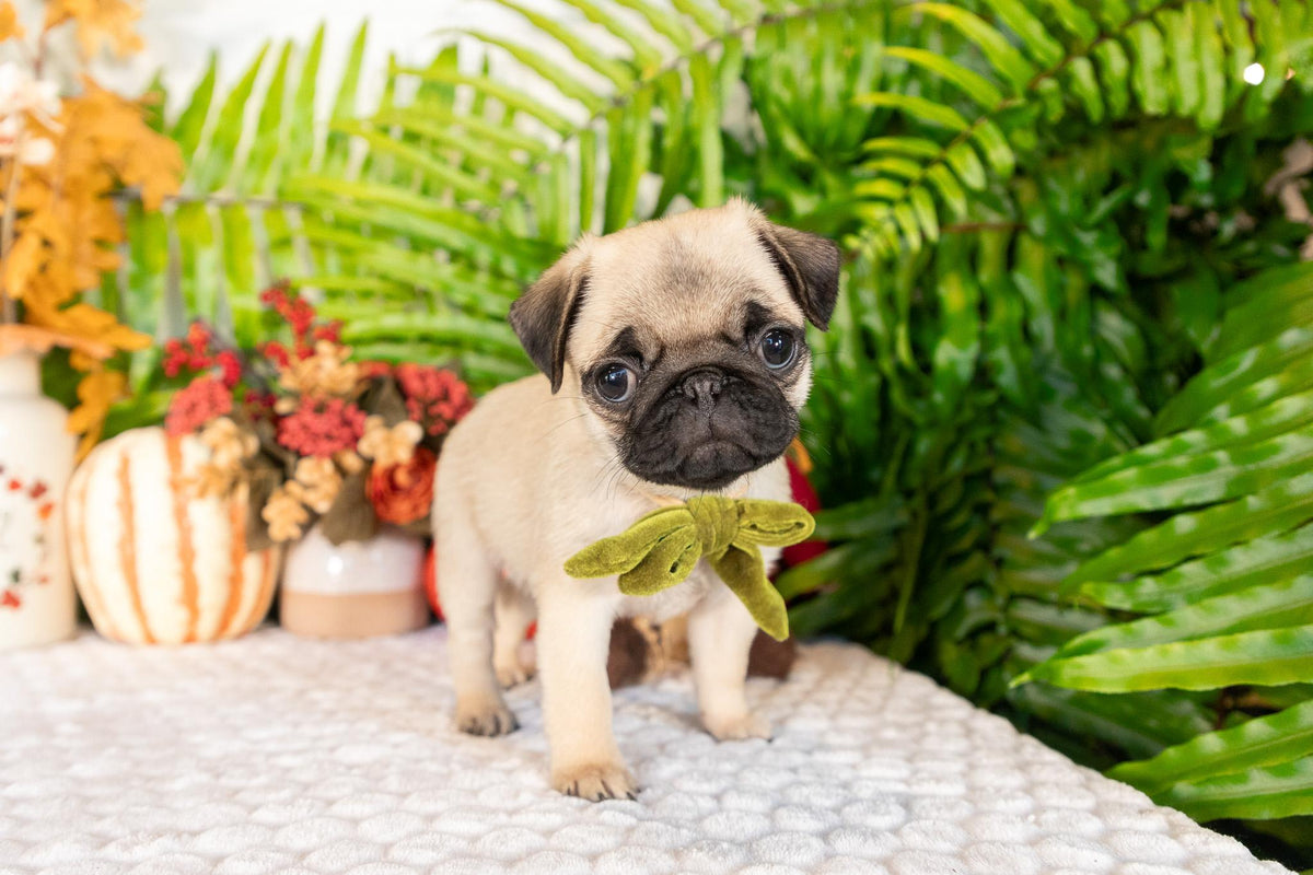 Pug Female (Stacey)