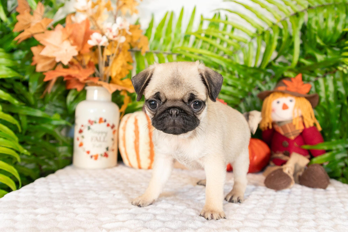 Pug Female (Stacey)