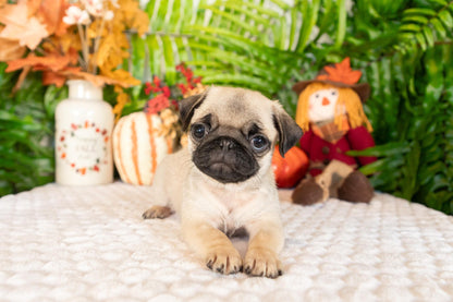 Pug Female (Stacey)