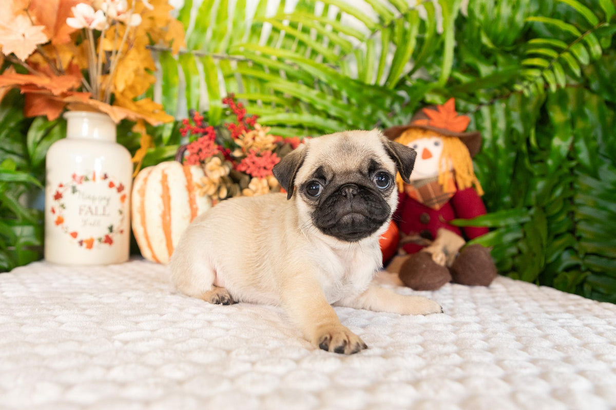 Pug Female (Stacey)