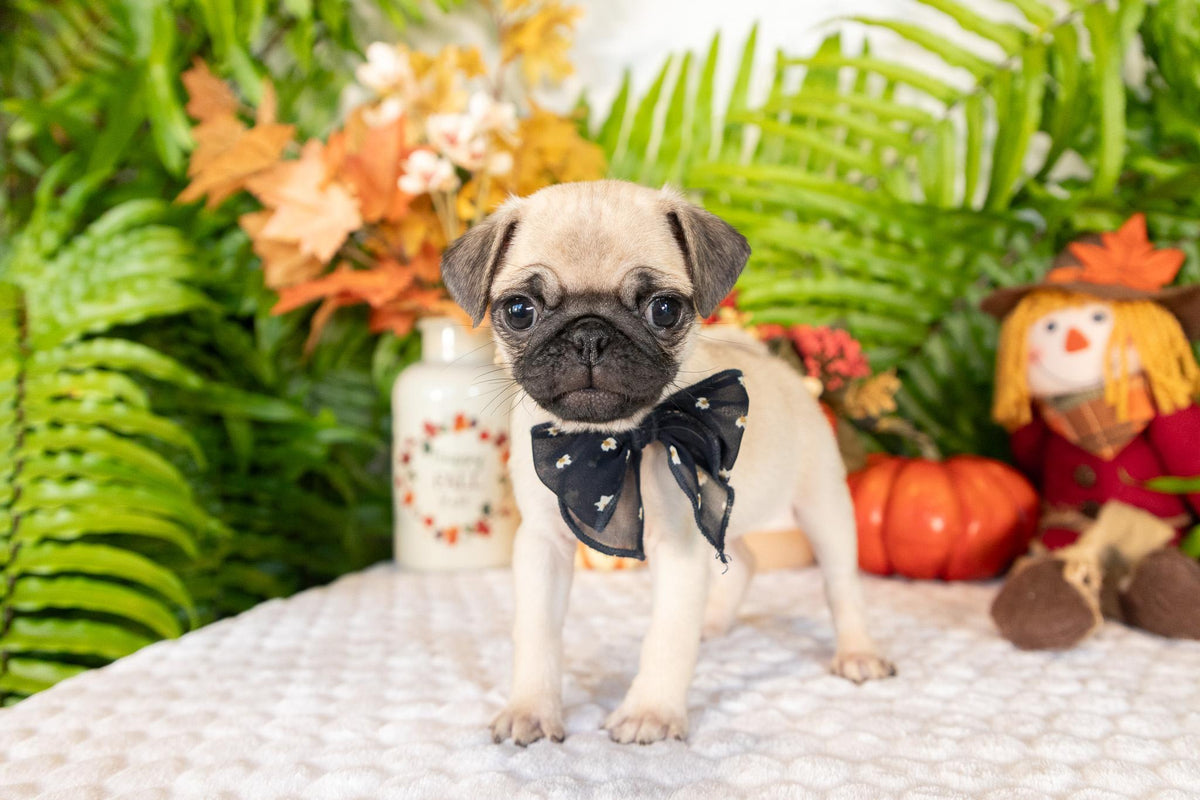 Pug Female (Stella)