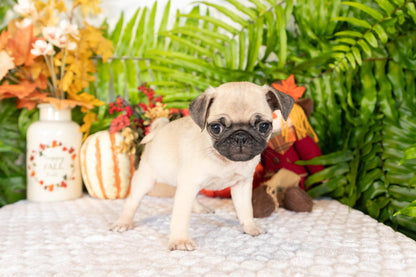 Pug Female (Stella)