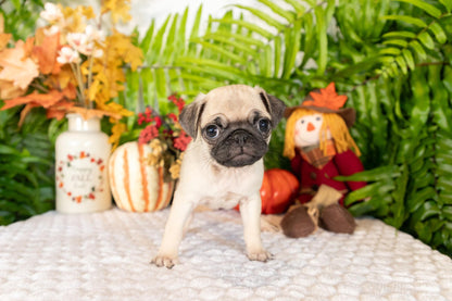 Pug Female (Stella)