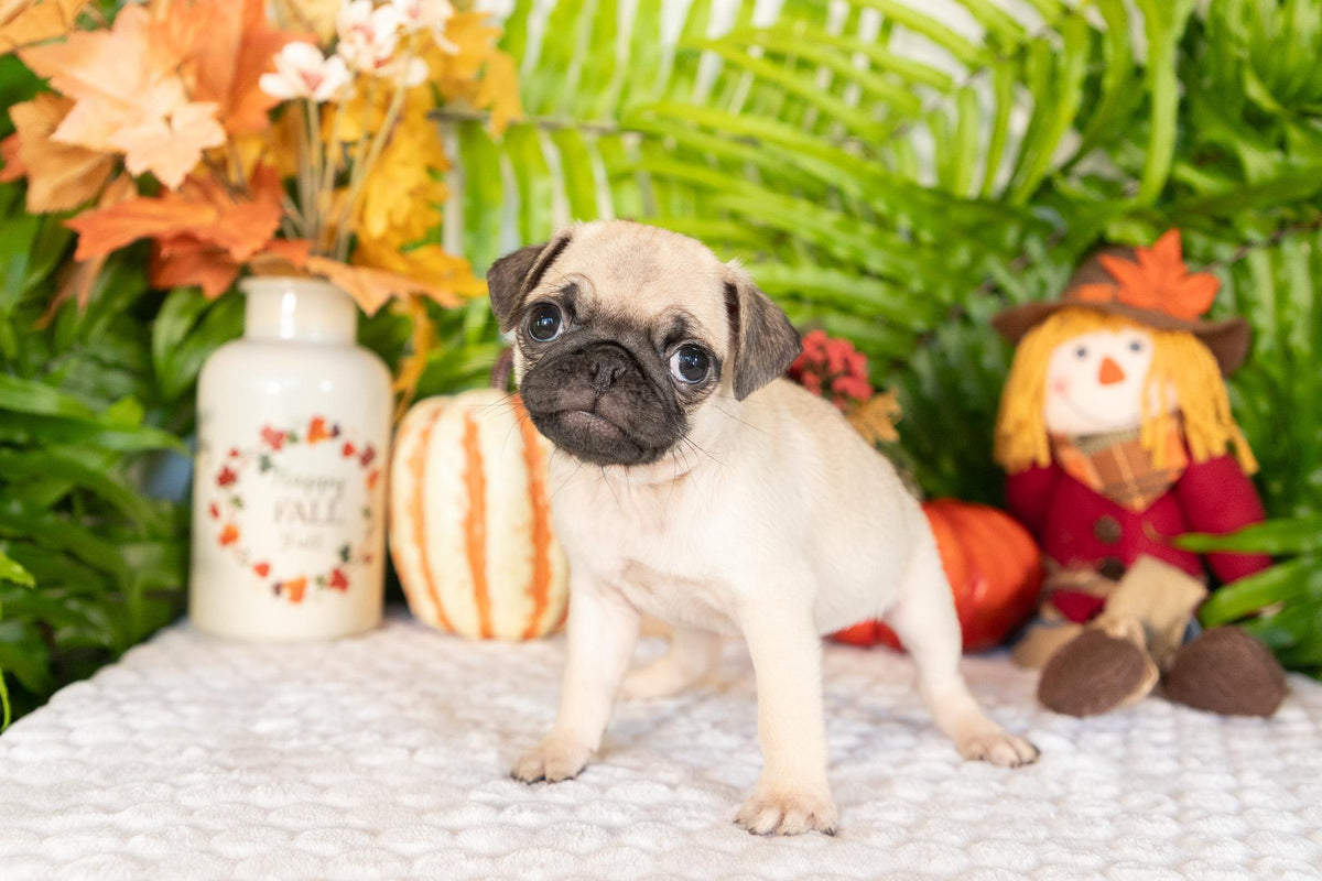Pug Female (Stella)