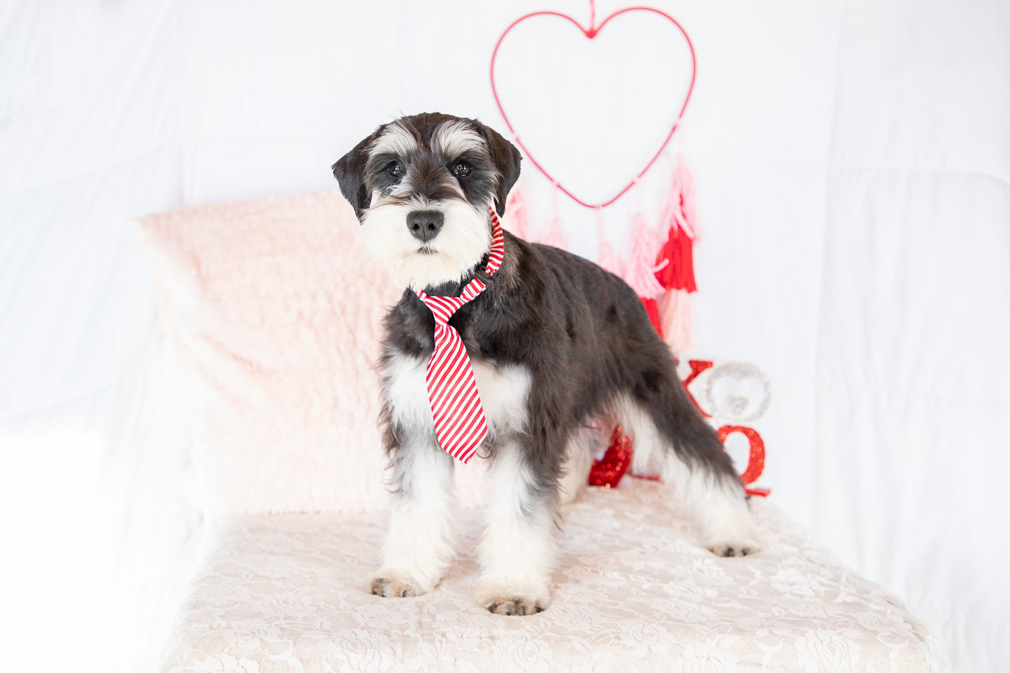 Uriah-Miniature Schnauzer Male