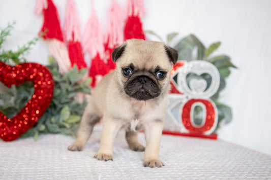 Pug Male (Ollie)