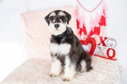 Uriah-Miniature Schnauzer Male