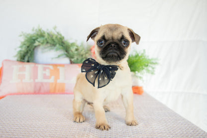 Pug Female (Mattie)