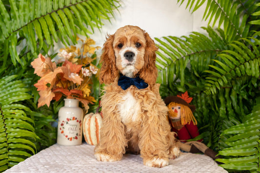 Cocker Spaniel Female (Alina)