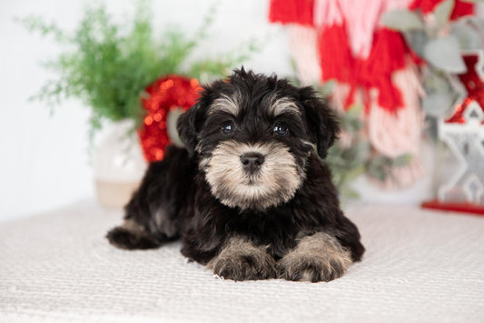 Miniature Schnauzer Female (Jewel)
