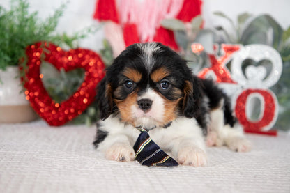 Cavalier King Charles Male (Jordy)