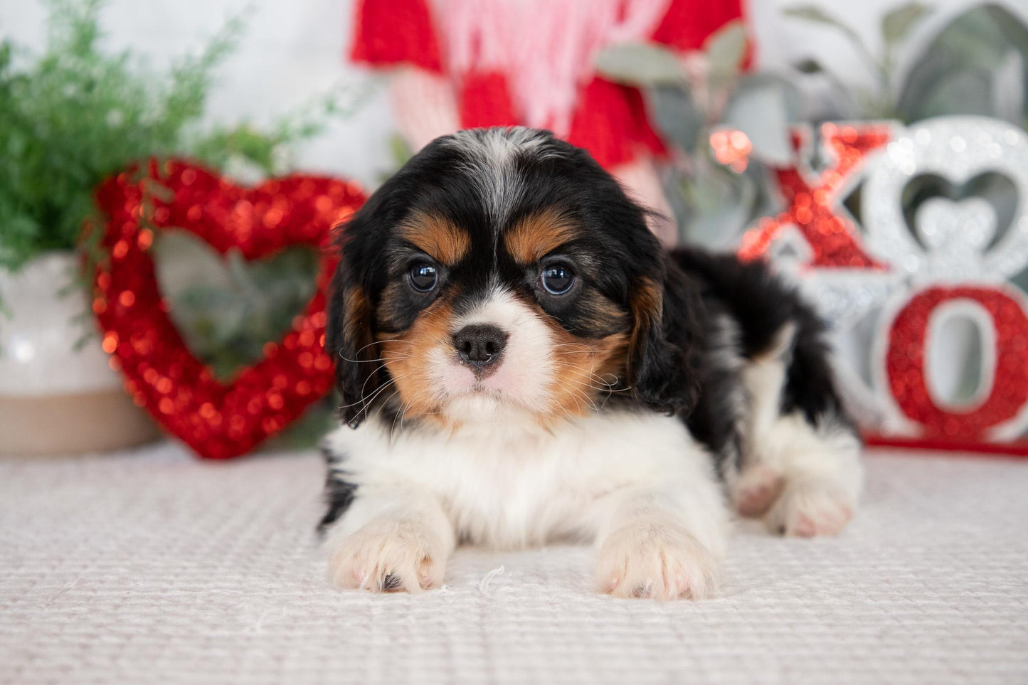 Cavalier King Charles Male (Jordy)