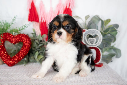 Cavalier King Charles Male (Jordy)