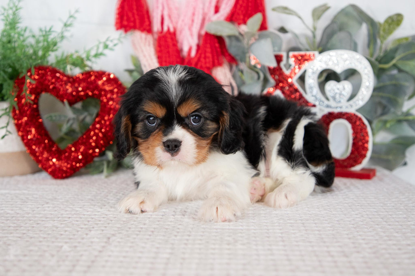 Cavalier King Charles Male (Jordy)