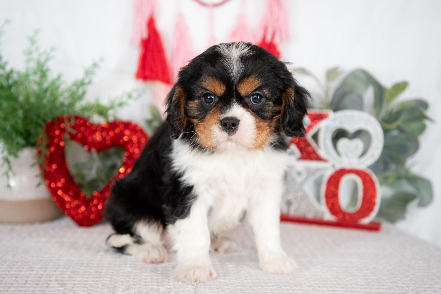 Cavalier King Charles Male (Jordy)