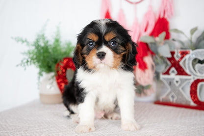 Cavalier King Charles Male (Jordy)