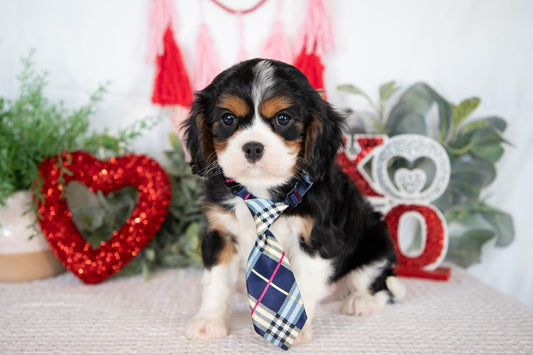 Cavalier King Charles Male (Joey)